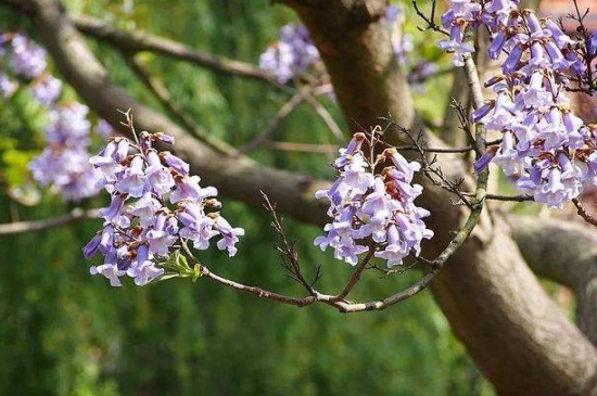 泡桐的虫害及其防治，地老虎可清除杂草并喷洒药剂