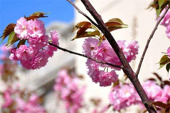 日本晚樱什么时候开花