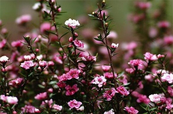 松红梅开花分散怎么办