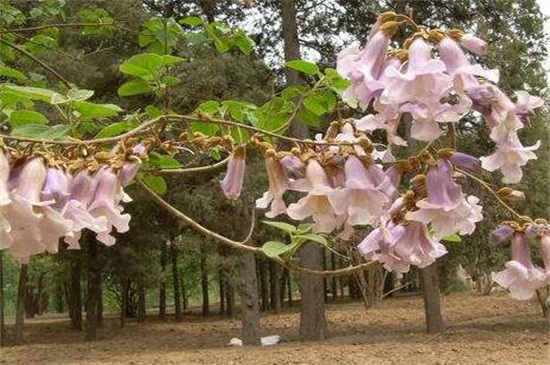 梧桐花和泡桐花的区别，4个步骤区分两者不同