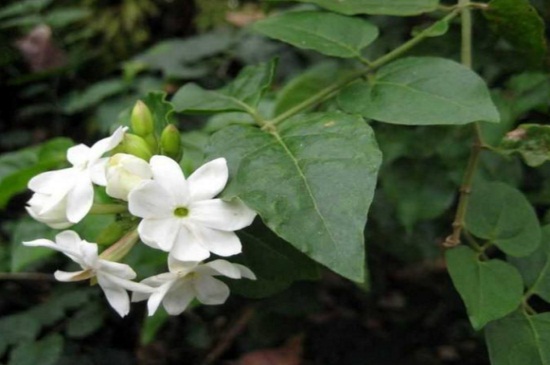 毛茉莉怎么繁殖，花谢可播种繁殖