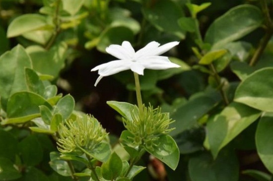 毛茉莉怎么繁殖，花谢可播种繁殖