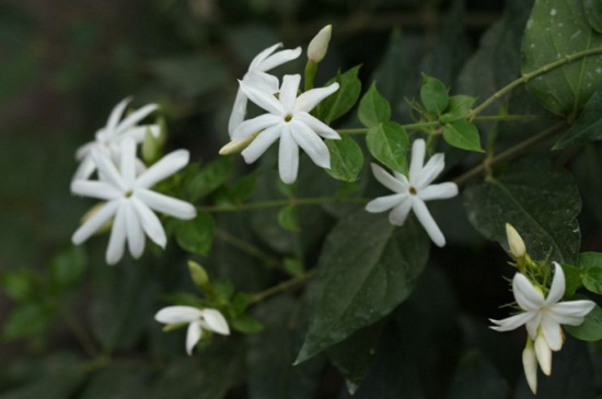 毛茉莉怎么繁殖，花谢可播种繁殖