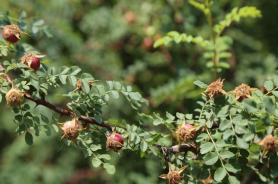 山楂怎么种，4个步骤种植山楂