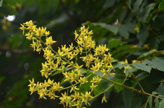 栾树什么时候开花，6～9月份开花