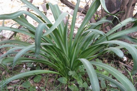 石蒜的栽培养护知识，鳞茎消毒栽植光照养护