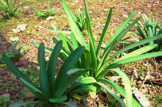 石蒜的栽培养护知识，鳞茎消毒栽植光照养护