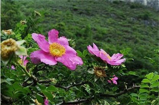 缫丝花的繁殖方式，种子催芽播种生根发芽