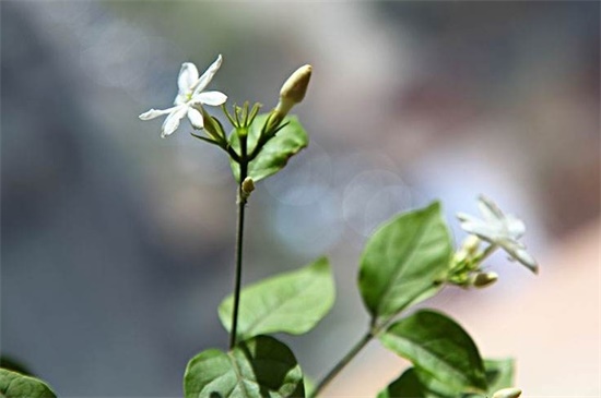 茉莉花春天怎么养，晚春换盆增加养分