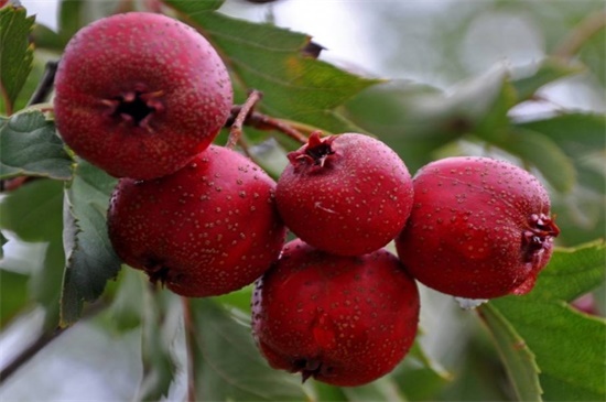 山楂什么季节成熟，秋季10月上中旬成熟