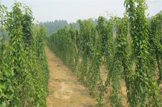 如何种植山药豆，4个步骤种植山药豆