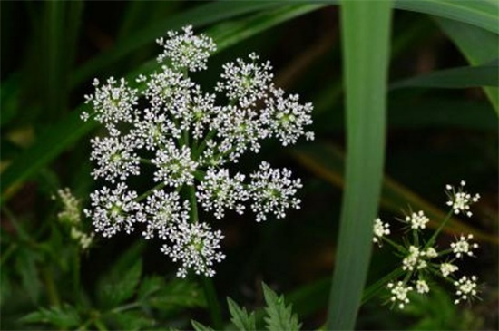 垂吊满天星花期有多长，花开3个月之久