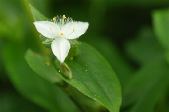 牡丹吊兰和白花紫露草的区别，属性外形特征各不同