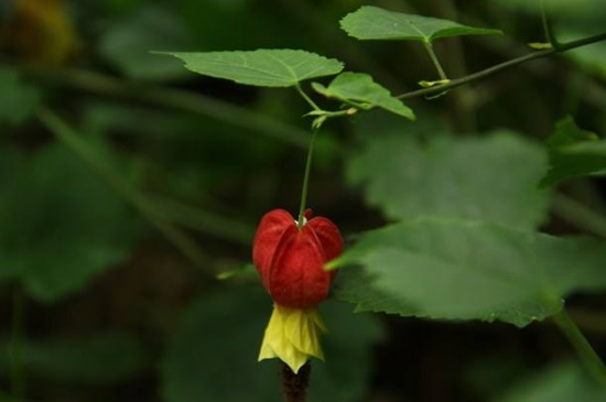 蔓性风铃花怎么施肥，生长期追施液肥