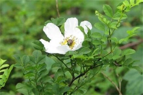 缫丝花什么时候开花，花期在5～7月