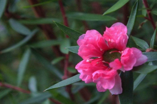 松红梅冬天能开吗，冬季春节处于盛花期