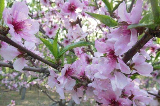 桃花春天怎么养，控水追肥修剪冻害枝