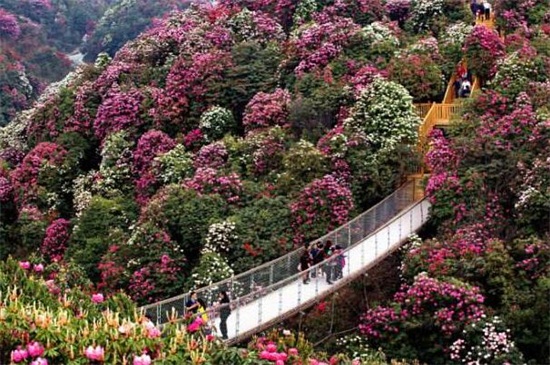 贵州杜鹃花几月份开