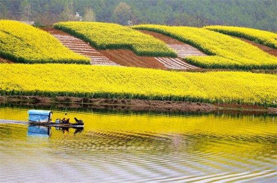 汉中油菜花基地在哪里