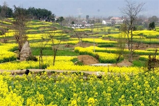 汉中油菜花基地在哪里