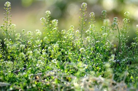 荠菜长在什么地方