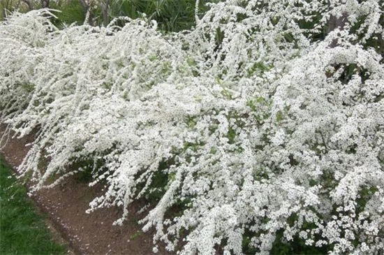 喷雪花花语