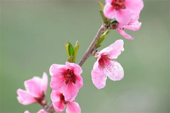 山桃花和桃花的区别