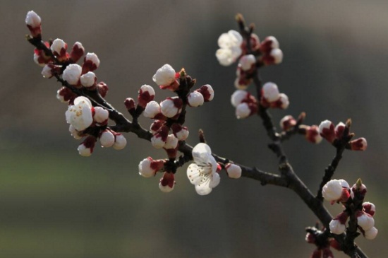 伊犁吐尔根杏花近几年花期时间