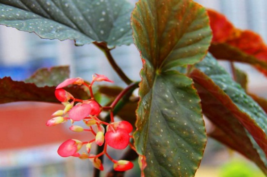 怎么让竹节海棠开花