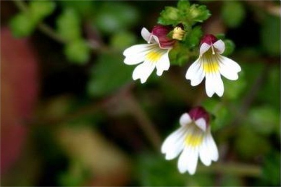 小米花的花语