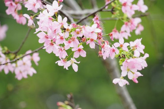 樱花的历史