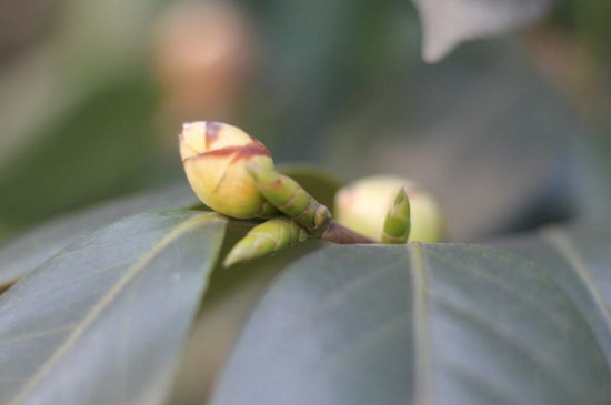 茶花花苞变枯原因