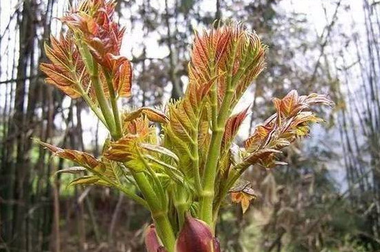 刺老芽是什么树