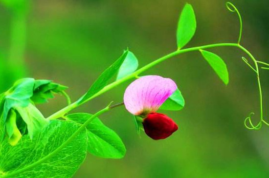 豌豆花花语