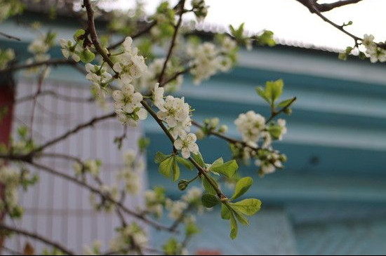 李子树先开花还是先长叶