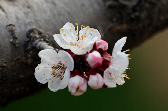 杏花的寓意和象征