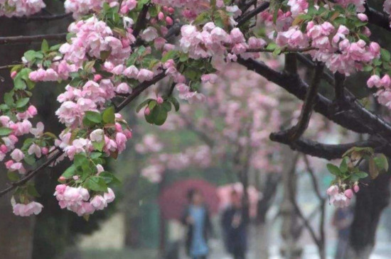 青岛八大关樱花