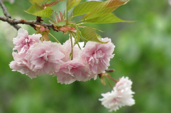 日本晚樱的花语