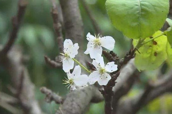 梨树花期打什么药