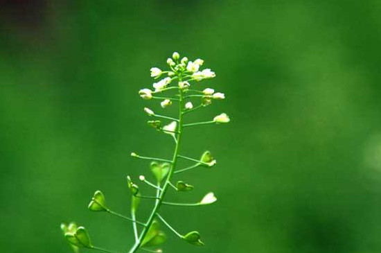 芨芨菜和荠菜一样吗