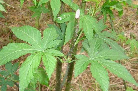 野生甜茶的功效与作用