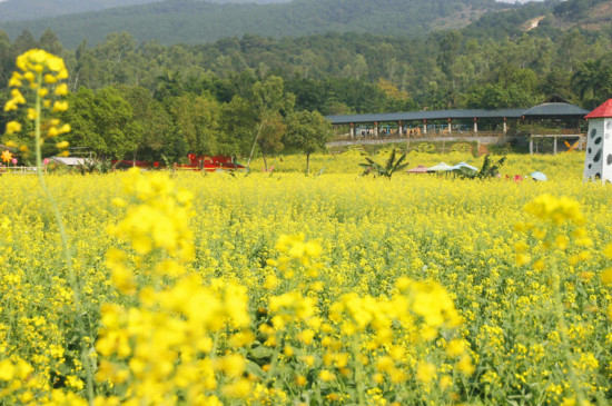 油菜花什么时候种