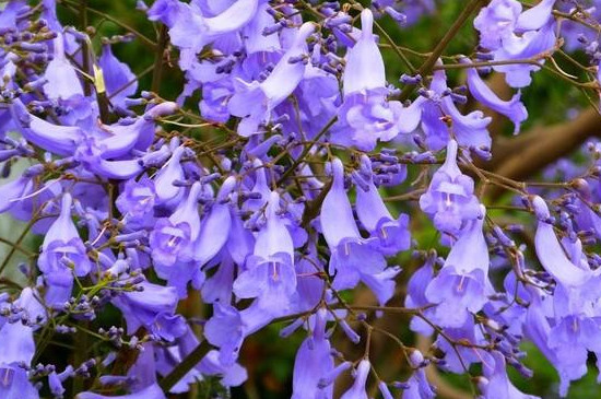 蓝楹花和蓝花楹区别