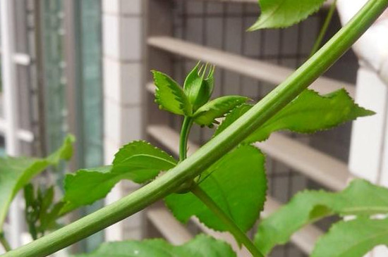 百香果花蕾初期