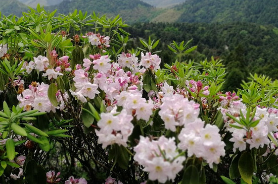 华顶山杜鹃什么时候开