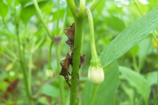 辣椒掉花什么原因