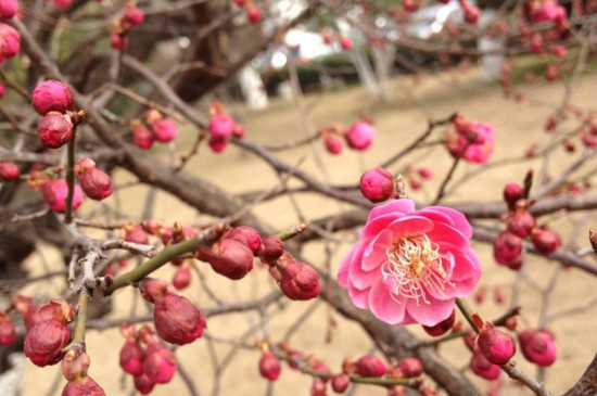 夫妻梅花养殖方法