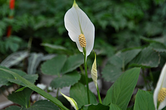 一帆风顺只长叶不开花