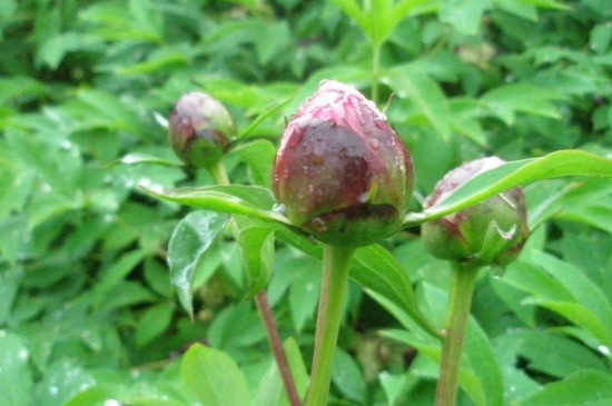 牡丹花花苞开花要多久