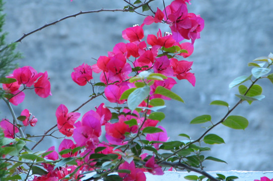 三角梅夏天开花吗